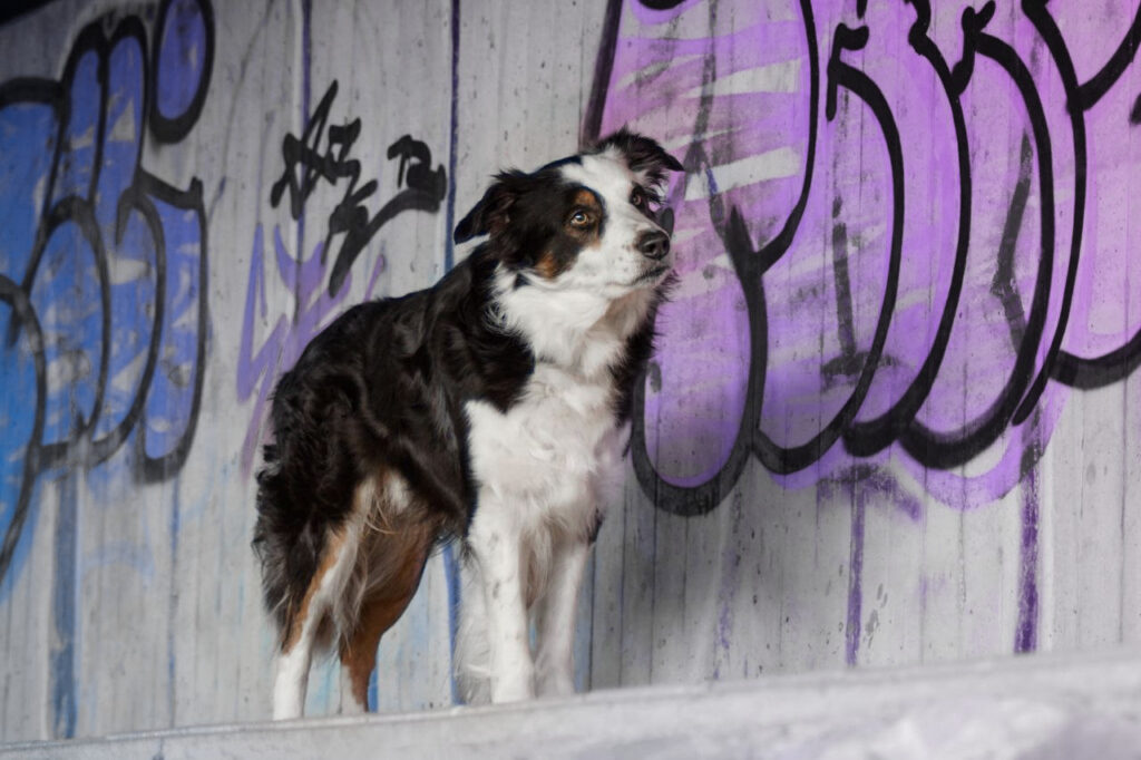 Border Collie Ace steht vor einer Wand mit Graffiti