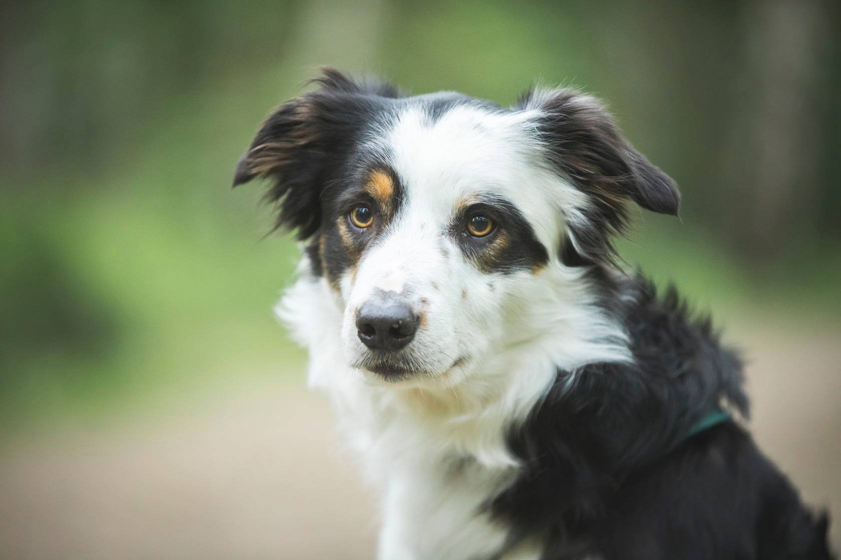 Border Collie Ace Foto von Vroni Effner